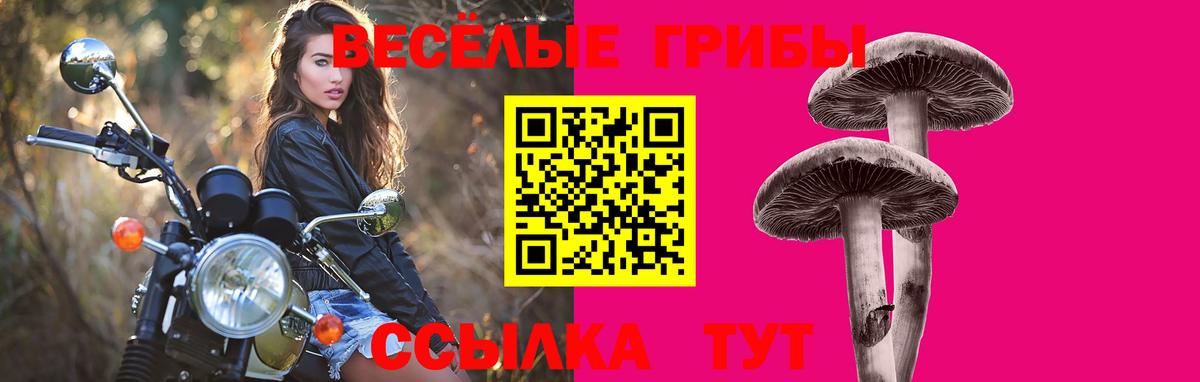 Псилоцибиновые грибы Cubensis Богородск